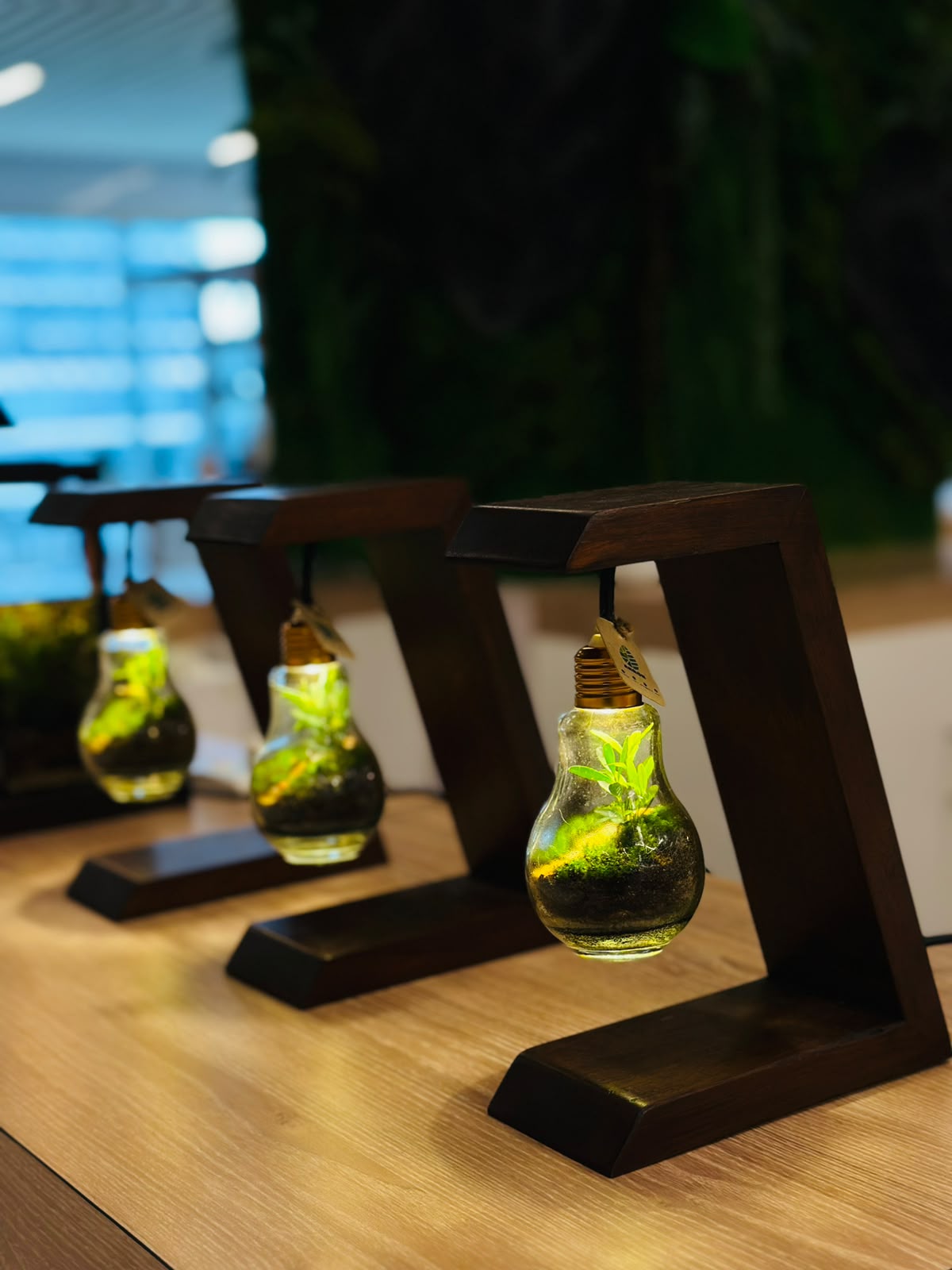 Row of hanging bulb terrariums