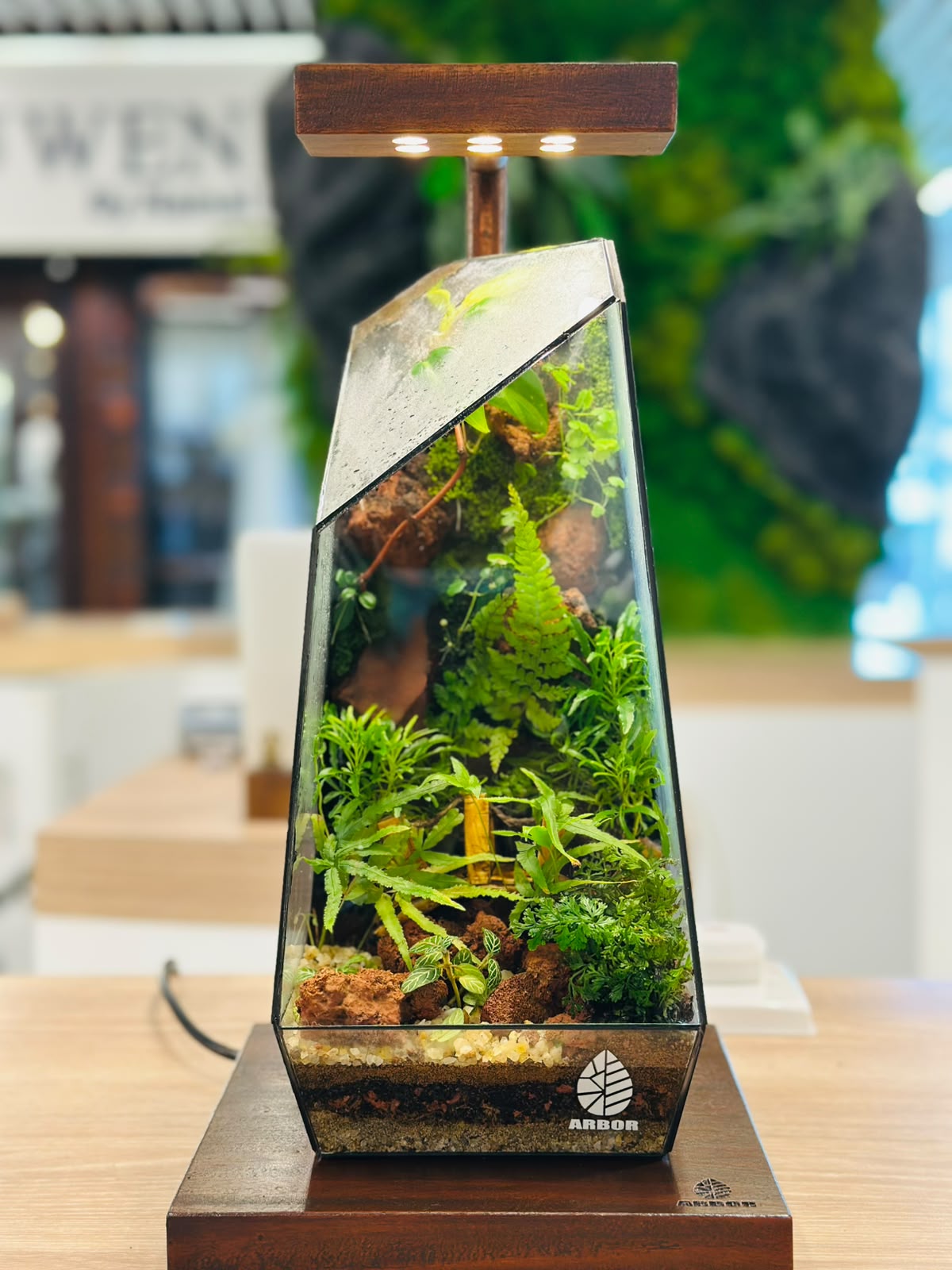 Arbor terrarium lamp displayed in a commercial storefront
